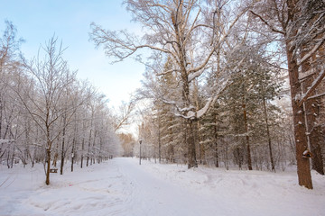 Winter landscape. Frozen snow on trees.
