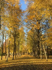 autumn in the park