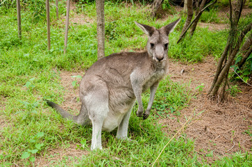 Australian kangaroo sitting on a green grass