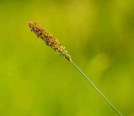 meadow foxtail grass inflorescence detail