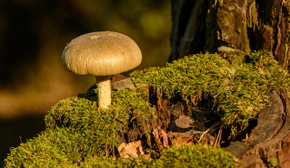Fototapeta na wymiar white creamy mushroom on old tree stump with moss