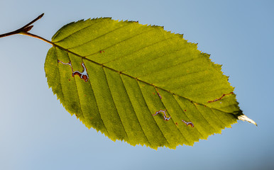green leaf in back light against blue sky
