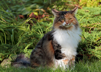 A beautiful norwegian forest cat female sits among green plants in garden
