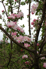 Obraz premium branches of a spring blossoming apple tree against the sky
