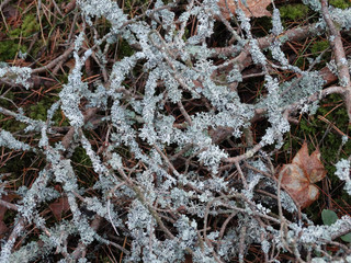 white lichen on old pine branches