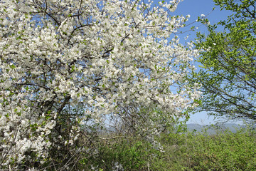 branches of a spring blossoming apple tree against the sky