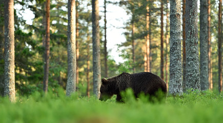 brown bear in forest landscape