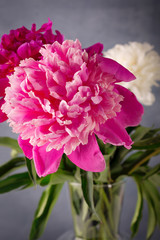 Beautiful white, purple and pink peonies flowers on the table.