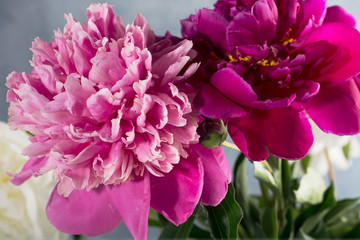 Beautiful white, purple and pink peonies flowers on the table.