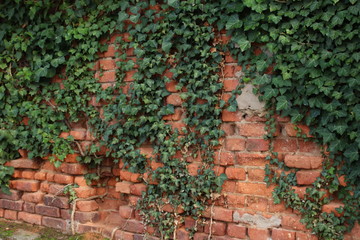 Alte Backsteinwand mit Efeu bedeckt