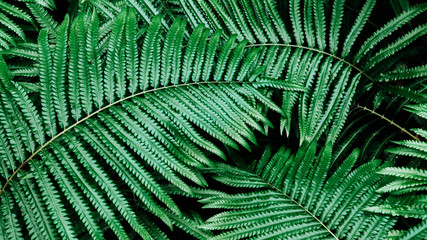 Green fern leaf lush fresh pure natural background texture