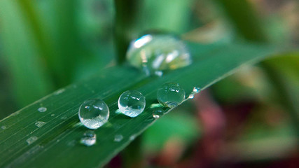 water drops on green leaf