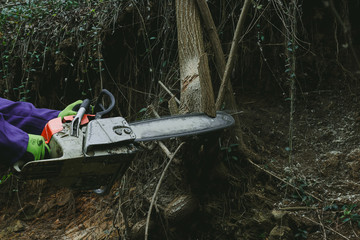  cutting wood in the forest