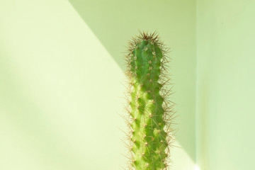 Cactus tree against light and shadow green tones