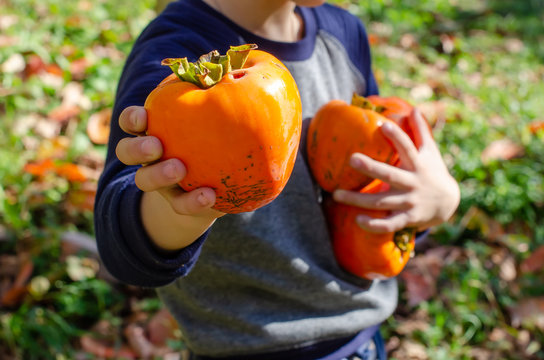 A Child Holds Persimmon In His Hands In The Garden.