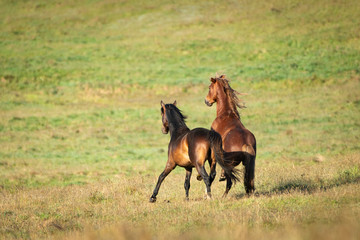 Two wild Kaimanawa stallions running on the green hills of mountain ranges