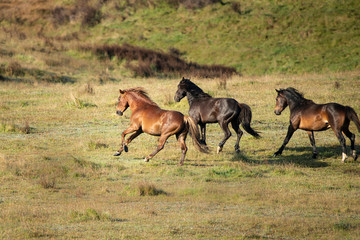 Naklejka na ściany i meble Three wild Kaimanawa horses running with flying mane on the green grassland