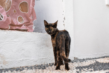 Illness cat looks at camera. Brown cat with eye's problem. 