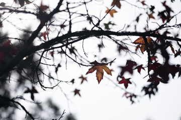 Fototapeta na wymiar Autumn leaves maple leaves red and yellow