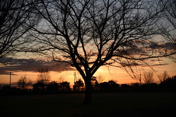 夕方の木