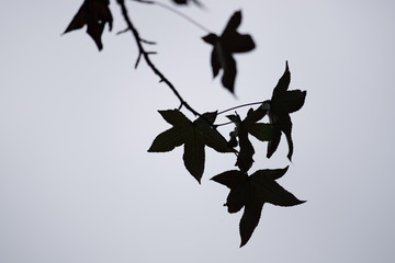 Autumn leaves maple leaves red and yellow