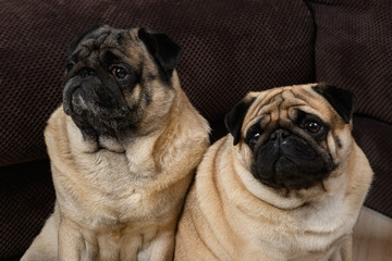 Obraz premium Two Pug dogs sit side by side. Muzzles close-up