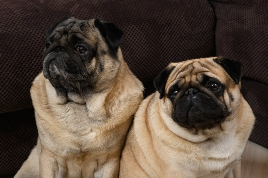 Two Pug dogs sit side by side. Muzzles close-up
