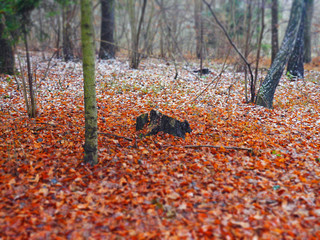 autumn in the forest diorama