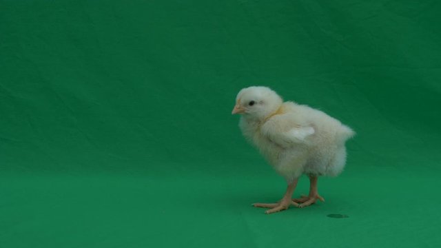 4k A day old chick walking on green screen. Chromakey of yellow chick walking.