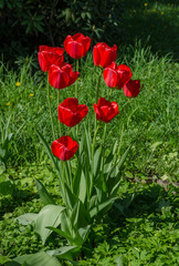 red tulips festive mood, mother's day or easter amazing spring flowers