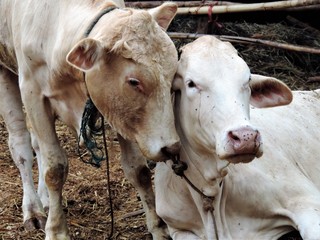 Two cows show love for each other.