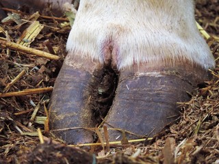 Bovine feet are infected wounds, as an epidemic injury.