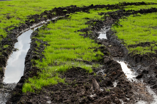 Traces of car tyres on green lawn