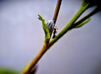 Cotton mealybug and ant fighting on the plant. cotton mealybug also known as Phenacoccus solenopsis (Hemiptera: Pseudococcidae) or Pseudococcidae.