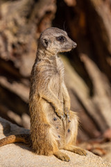 Erdmännchen