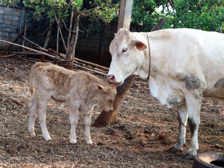 Cows and mothers love each other