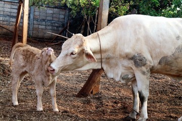 Mother cow shows love