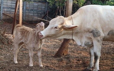 Mother cow shows love