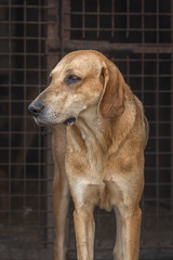 closeup portrait sad homeless abandoned brown dog in shelter