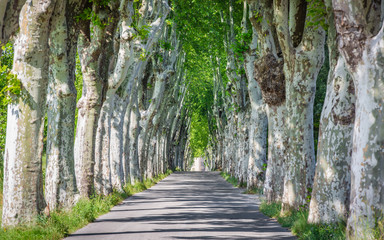 Country road among huge arch shaped sycamore trees in Provence, France. Travel France.
