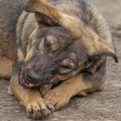 closeup portrait sad homeless abandoned brown dog in shelter