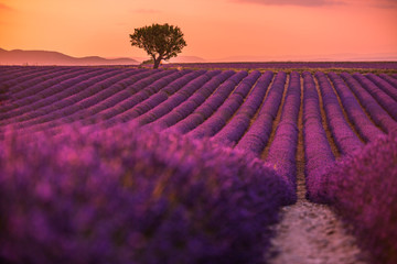 Panoramic view of French lavender field at sunset. Sunset over a violet lavender field in Provence, France, Valensole. Summer nature landscape