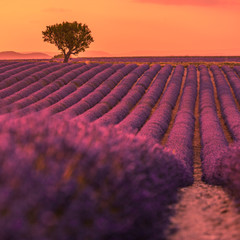 Naklejka na ściany i meble Panoramic view of French lavender field at sunset. Sunset over a violet lavender field in Provence, France, Valensole. Summer nature landscape