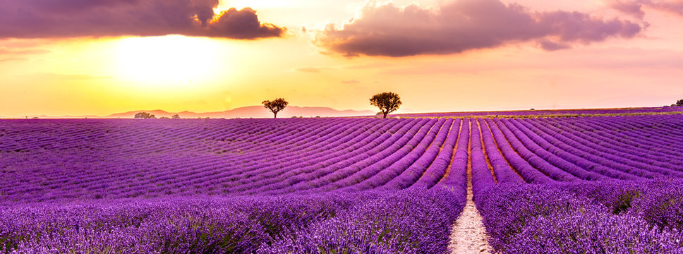 Amazing summer landscape. Lavender field summer sunset landscape near Valensole. Provence, France © icemanphotos