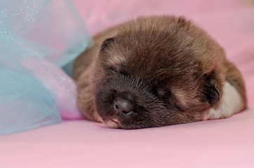 newborn puppy yawns on pink background