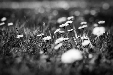 Summer nature background, peaceful nature scene in artistic black and white process. Beautiful field of daisy flowers in spring. Blurred abstract summer meadow with bright blossoms