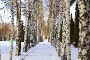Winter park walking alley. A path made from green trees of Christmas trees and birches under the snow. Snowy land. Natural landscape
