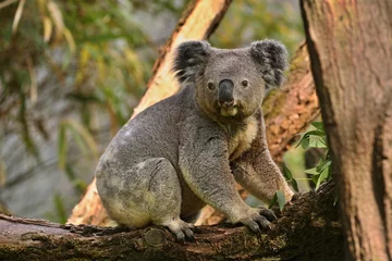 Poster Koala bear on a tree. Very rare and endangered animal close up. Australian wildlife. Cute and charismatic creature. Koala bears. Phascolarctos cinereus. © photocech