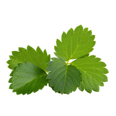 strawberries leaves isolated on a white background