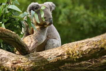 Koala bear on a tree. Very rare and endangered animal close up. Australian wildlife. Cute and charismatic creature. Koala bears. Phascolarctos cinereus.